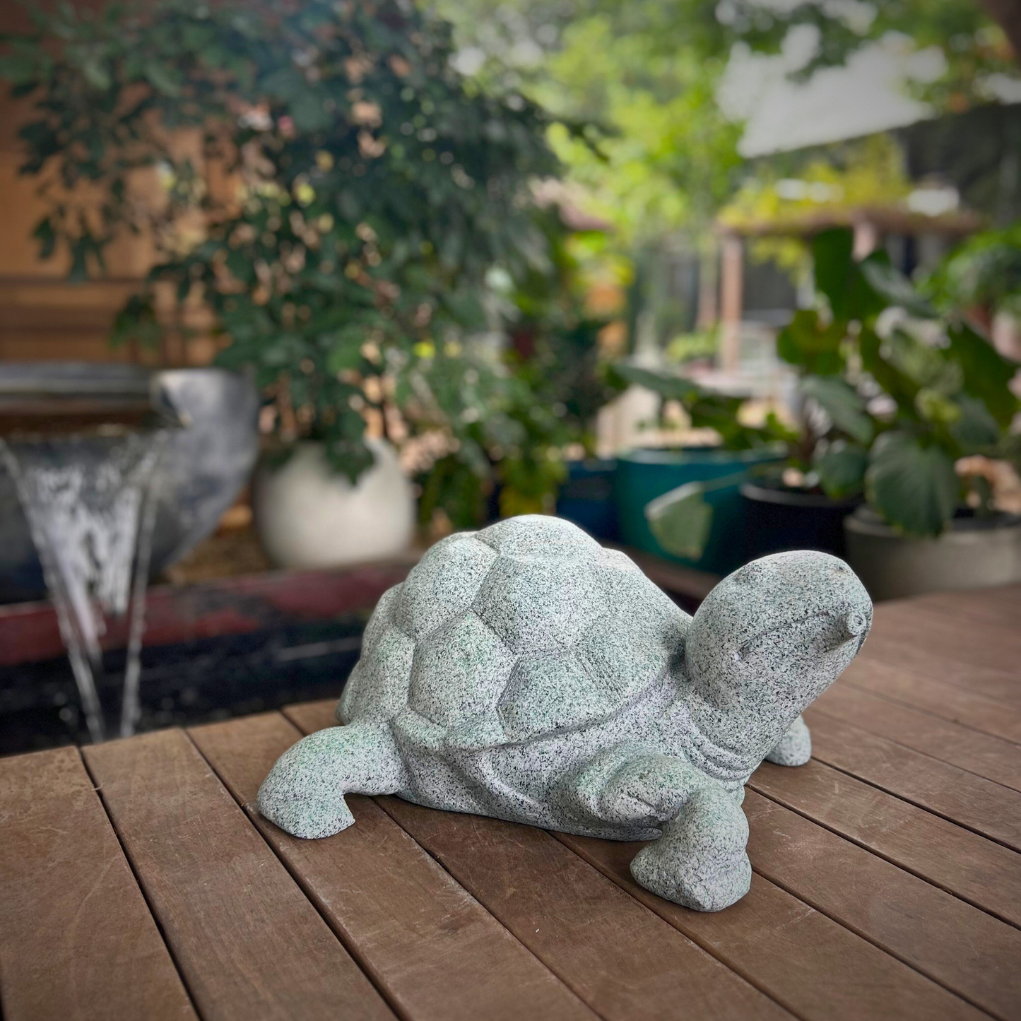 Turtle Grace